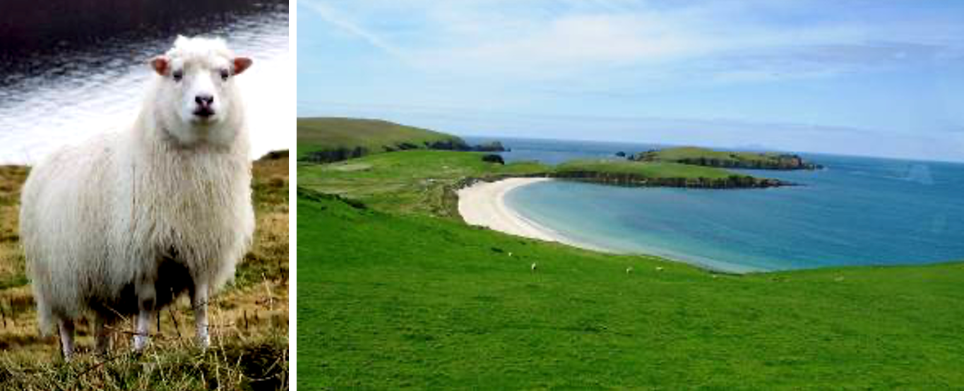 Bilde5-shetland